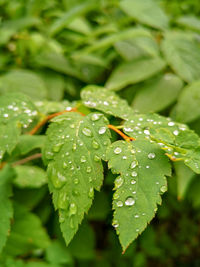 Close-up of wet plant leaves during rainy season