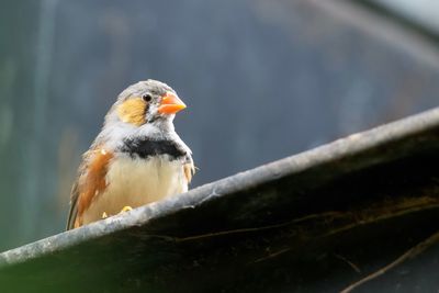 Close-up of bird perching on branch