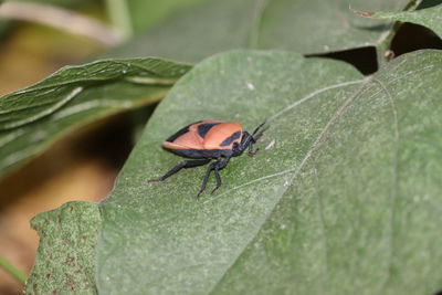 Close-up of insect on leaf