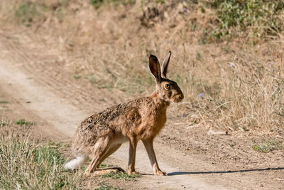 Portrait of rabbit 