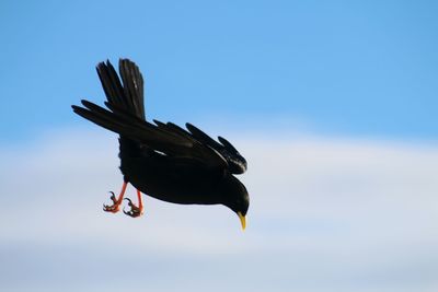 Low angle view of eagle flying against clear blue sky