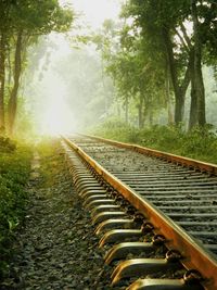 Railroad track in forest