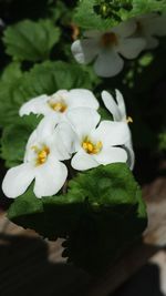 Close-up of white flowers