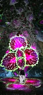 Close-up of pink flowers