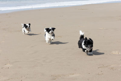 Dogs on beach