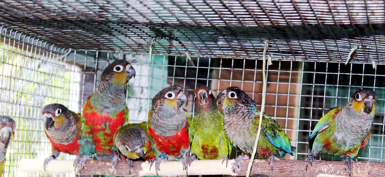 CLOSE-UP OF PARROT PERCHING IN CAGE AT ZOO