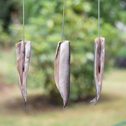 Close-up of dead plant hanging on grass