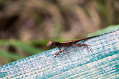Close-up of lizard