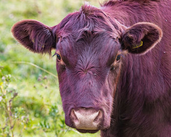 Portrait of cow