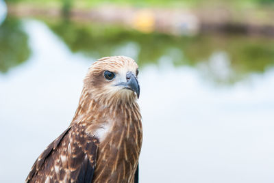 Close-up of a bird looking away
