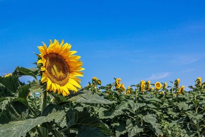 Close-up of sunflower blooming in field against clear sky