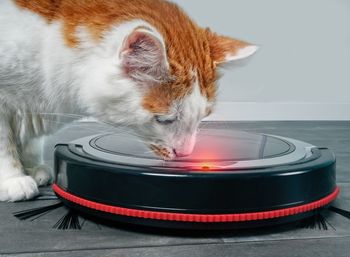 Close-up of cat looking at equipment while standing indoors