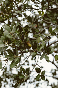 Green oak branch with acorn