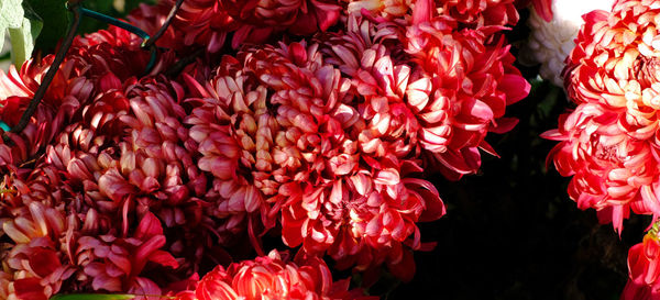 High angle view of red flowering plants