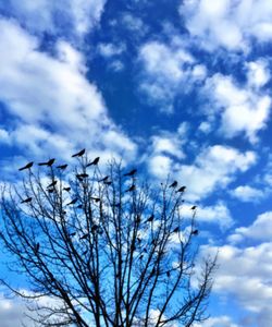 Low angle view of silhouette bare tree against sky