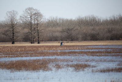 Great blue heron ardea herodias taking flight from marshland