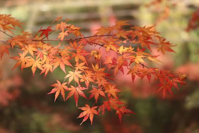 Close-up of maple leaves on tree during autumn