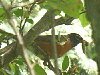 Close-up low angle view of tree