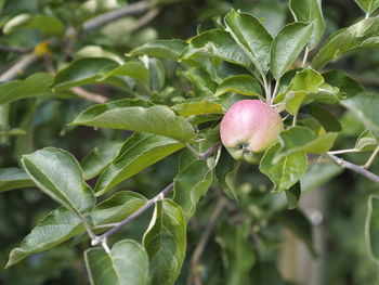 Close-up of berries on plant