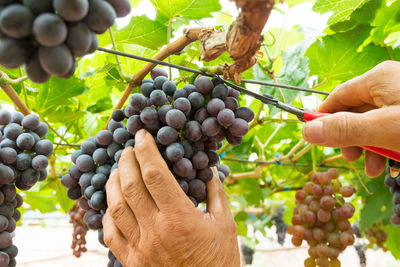 Close-up of hand holding grapes in vineyard