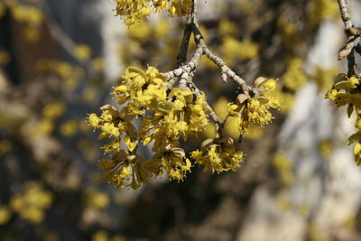 Close-up of yellow flowering plant