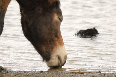 Close-up of horse drinking water
