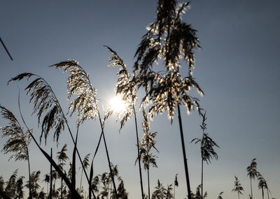 Low angle view of silhouette plants against sky