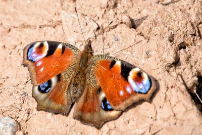 Close-up of butterfly