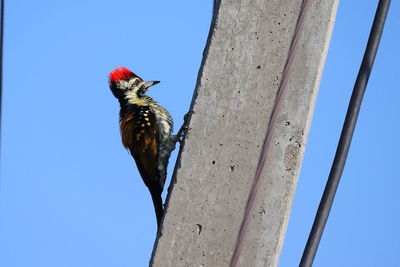 Close up of a woodpecker climbing on side view white pole in rajasthan , jeshalmer