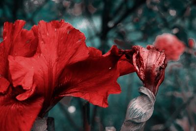 Close-up of red flowering plant