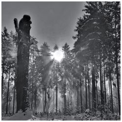 Low angle view of trees against sky
