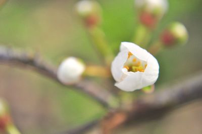 Close-up of flower blooming outdoors