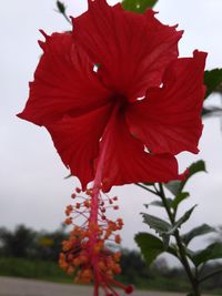 Close-up of red flower blooming against sky