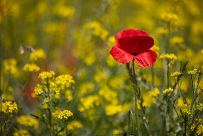 Close-up of yellow flowering plant on field