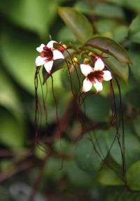 Close-up of flowering plant