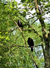 Low angle view of bird perching on a tree