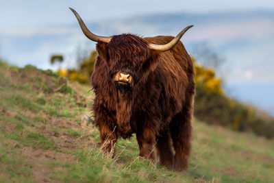 Highland cow standing in a field 