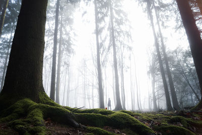 Trees in forest against sky