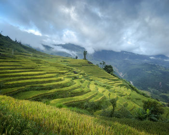 Scenic view of agricultural field against sky