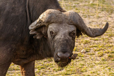 Buffalo in the dry nature habitat in serengeti national park