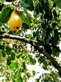 Low angle view of fruits on tree