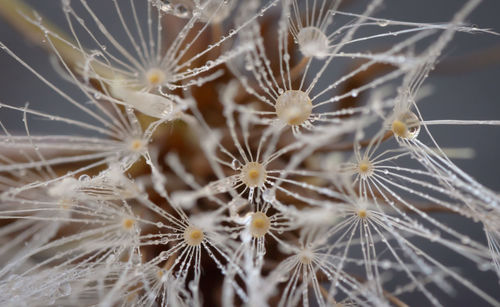 Close-up of white dandelion