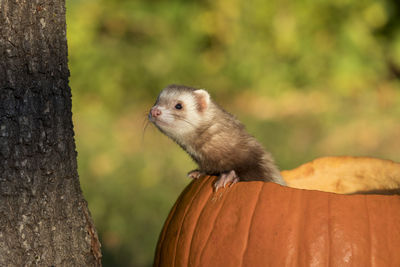 Close-up of ferret in pumpkin