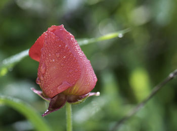 Close-up of wet red rose flower