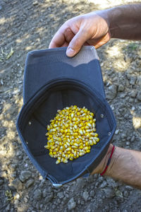 Cropped hands of man holding corn kernels in cap