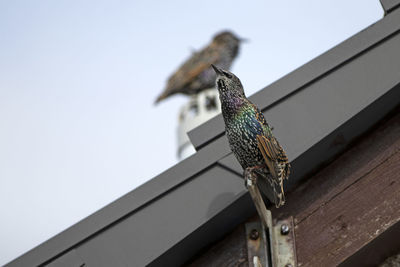 Low angle view of bird perching on roof against sky