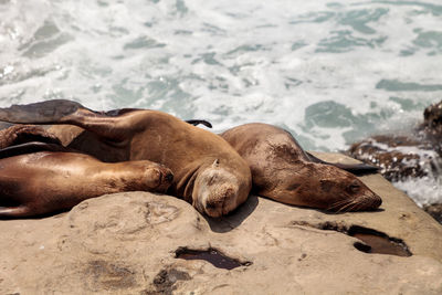 Close-up of sea lion on shore