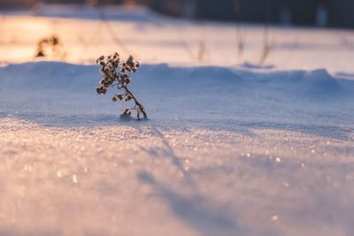 Close-up of insect on snow covered land