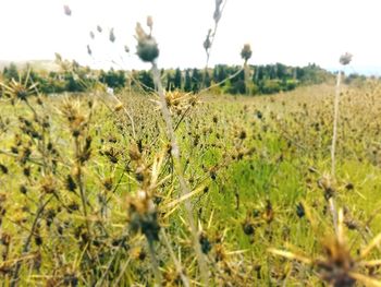 Close-up of plants on field