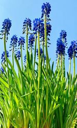 Close-up of purple flowering plants on field against sky